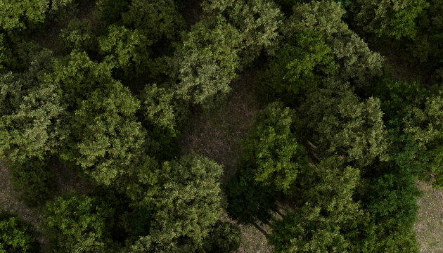 Aerial view of a dense green forest with lush foliage and tree canopies.