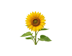 Obraz premium sunflower