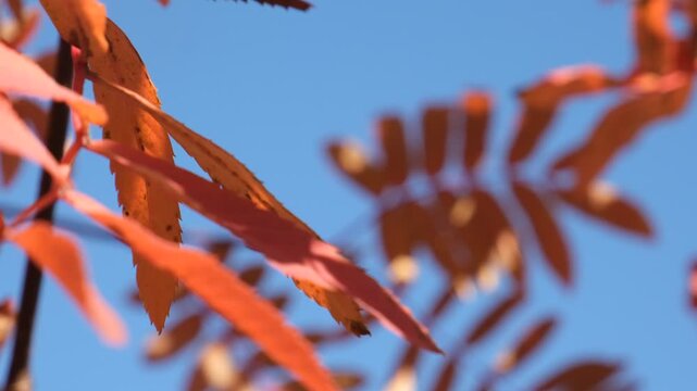 Red Rowan , Sorbus aucuparia. Air feels cool and fresh, a quintessential autumn morning, tranquil moment. Warm hues of leaves, red, yellow, deep orange. Atmosphere is airy, peaceful