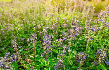 Fototapeta premium Purple flower field in the garden with morning sunlight in spring. Small purple flower with green leaves in garden. Flower field in park. Ornamental plant. Beauty in nature. Good weather. Sunshine.