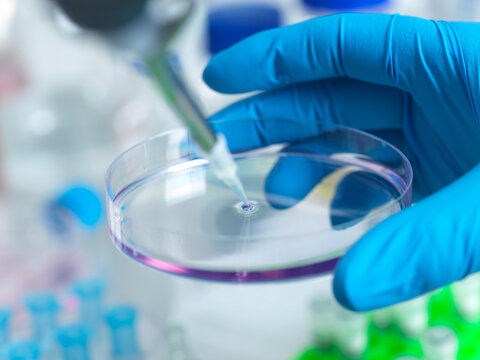 Gloved hand using pipette on petri dish in a laboratory setting with blurred background.