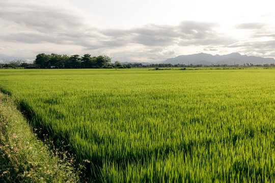 Vast green rice field under a cloudy sky with distant mountains and trees in the background. Hoi An, Vietnam