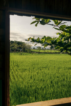 Lush green rice field viewed through a wooden window frame, with trees and blue sky beyond. Hoi An, Vietnam