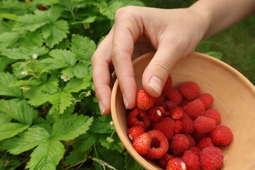 Berry picking in your own garden, strawberries and raspberries growing in the garden, healthy eating, summer harvest © Anastasiya