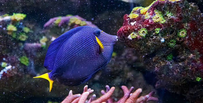 Vibrant purple tang fish with yellow tail swimming near coral reef inside aquarium