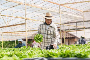 Obraz premium An organic vegetable farm owner checks his vegetables for sale to a global business.