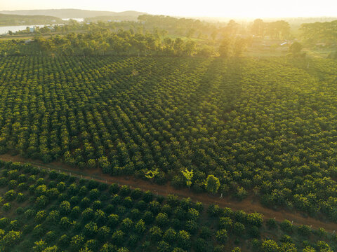 Aerial view of a lush green plantation lit by the warm glow of the setting sun.