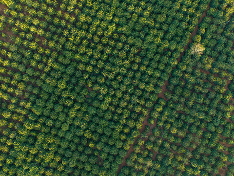Aerial view of a lush, dense green forest with evenly spaced trees in vibrant natural light.