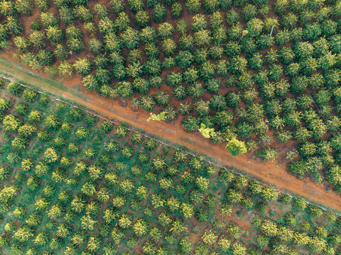 Aerial view of a vibrant, symmetrical orchard with rows of green trees and a dirt path.
