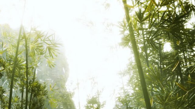 Sunlight filters through tall bamboo trees in a dense forest. The leaves catch the light, creating a bright scene in the natural setting. This image shows natures beauty.