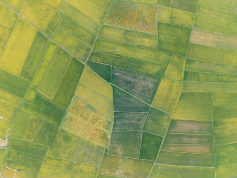 Aerial view of lush green fields divided into geometric sections with varying shades of green.