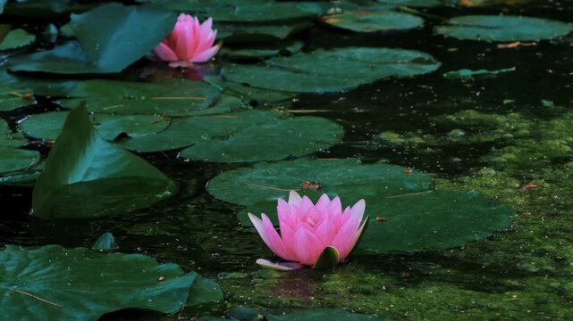 Close up of vibrant pink water lily flowers blooming among large green leaves floating on the surface of a dark tranquil pond