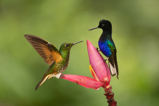 Two vibrant hummingbirds interact perched on a pink flower against a blurred green background.