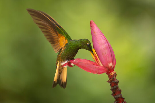 Hummingbird hovers while feeding from a vibrant pink flower against a lush green background.