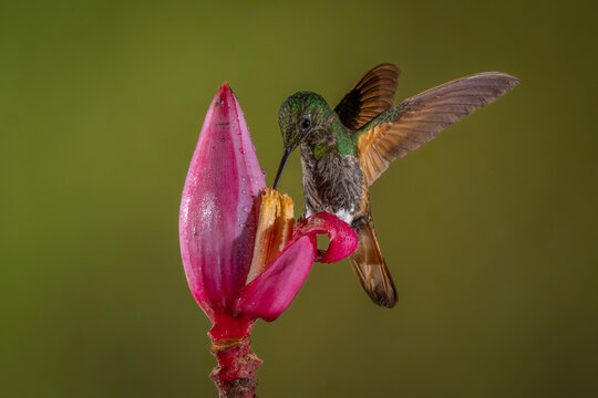 A hummingbird with green and brown feathers hovers beside a vibrant pink flower.
