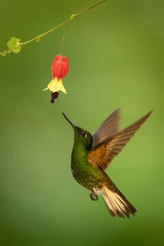 Hummingbird hovering near a colorful flower against a green blurred background.