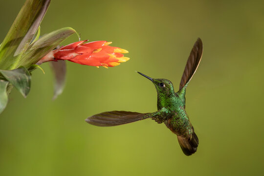 A green hummingbird hovers near a bright red flower against a blurred green background.