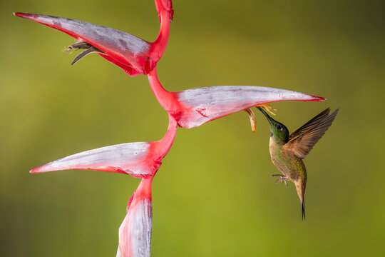 Hummingbird feeding on a vivid pink and white flower against a soft green background.