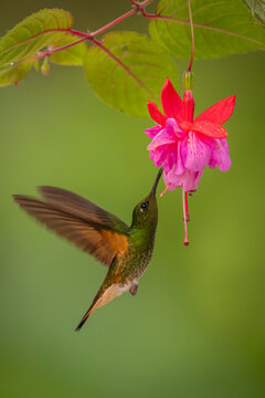 Hummingbird feeds on vibrant pink and red flower against a blurred green background
