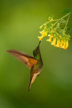 A hummingbird feeds on vibrant yellow flowers against a lush green background.