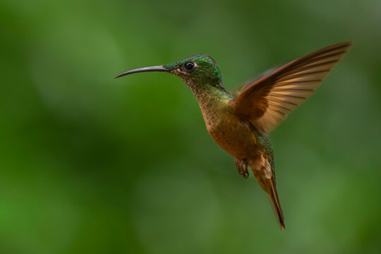 A vibrant hummingbird with green plumage and spread wings hovers against a blurred green background.