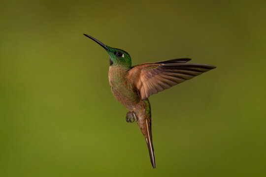 Hummingbird in flight with vibrant green and brown plumage against a blurred green background.