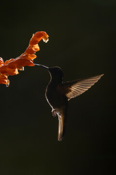 Hummingbird feeding on vibrant orange flowers in a dark, natural setting.
