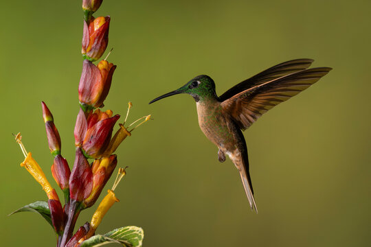 Hummingbird hovers near vibrant red and yellow flowers against a soft green background.  