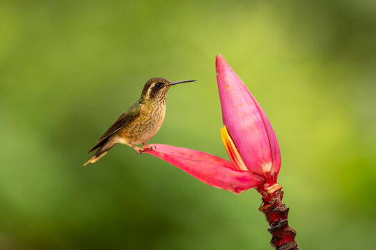 Hummingbird perched on a vibrant pink flower against a lush green background.