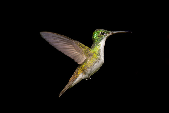 A vibrant hummingbird with green plumage mid-flight against a black background.