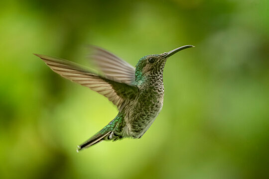 Close-up of a hummingbird in flight against a vibrant green background.