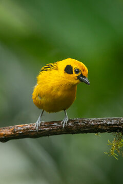 Vibrant yellow bird perches on a branch against a lush green blurred background.