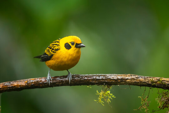 Bright yellow bird perched on a mossy branch with a blurred green background.