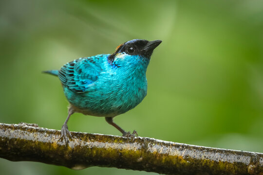 A vibrant turquoise bird perched on a branch with a soft, green blurred background.