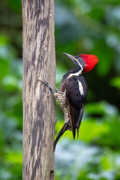 Woodpecker with striking red crest clings to tree trunk in lush green forest.