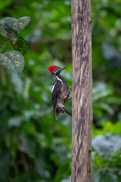 Woodpecker with bright red crest perched on a tree trunk in lush green forest.