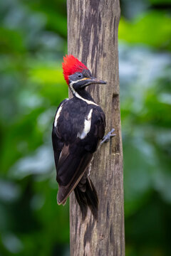 Woodpecker with red crest perched on a tree trunk in lush green forest setting.