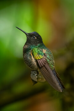 Vibrant hummingbird perched on a branch with a blurred green background.