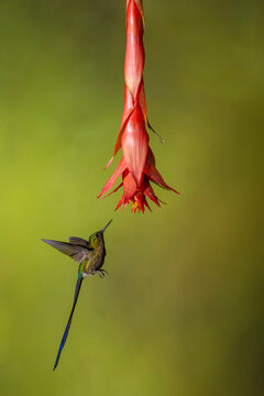 Hummingbird with long tail drinks nectar from a vibrant pink flower on a soft green background.
