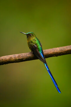 Vibrant green hummingbird with a long blue tail perched on a branch.