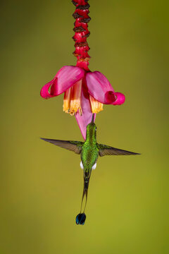 A vibrant hummingbird hovers to feed from a pink flower on a blurred green background.