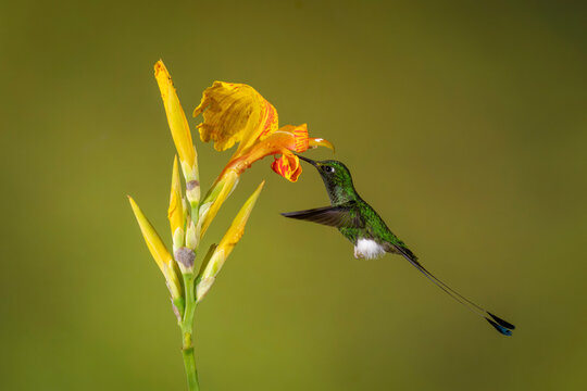 A hummingbird hovers while feeding from a vibrant yellow and orange flower.