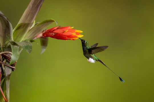 A hummingbird hovers near a vibrant red and yellow flower against a blurred green background.