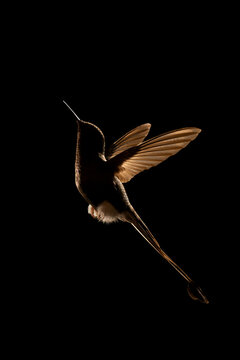 Silhouetted hummingbird with glowing wings and tail against a dark background.