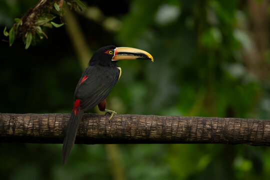 Colorful toucan perched on a branch in a lush forest setting.