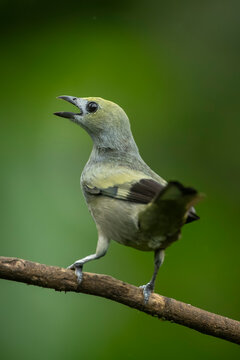 Small bird perched on a branch with beak open against a blurred green background.