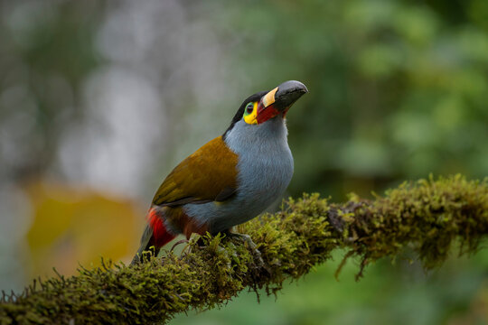 Colorful bird with a red tail and yellow beak perched on a mossy branch in a forest.