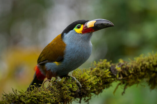 Toucan perched on a mossy branch with vibrant plumage in a lush green background.