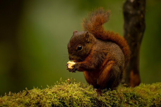 A reddish-brown squirrel eating a nut while perched on a moss-covered log.
