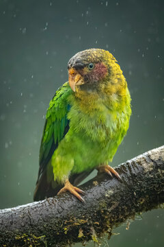 Vibrant green parrot perched on a wet branch under a rainy sky.